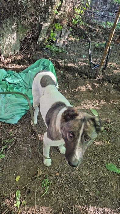 Алабай помесь девочка в добрые руки