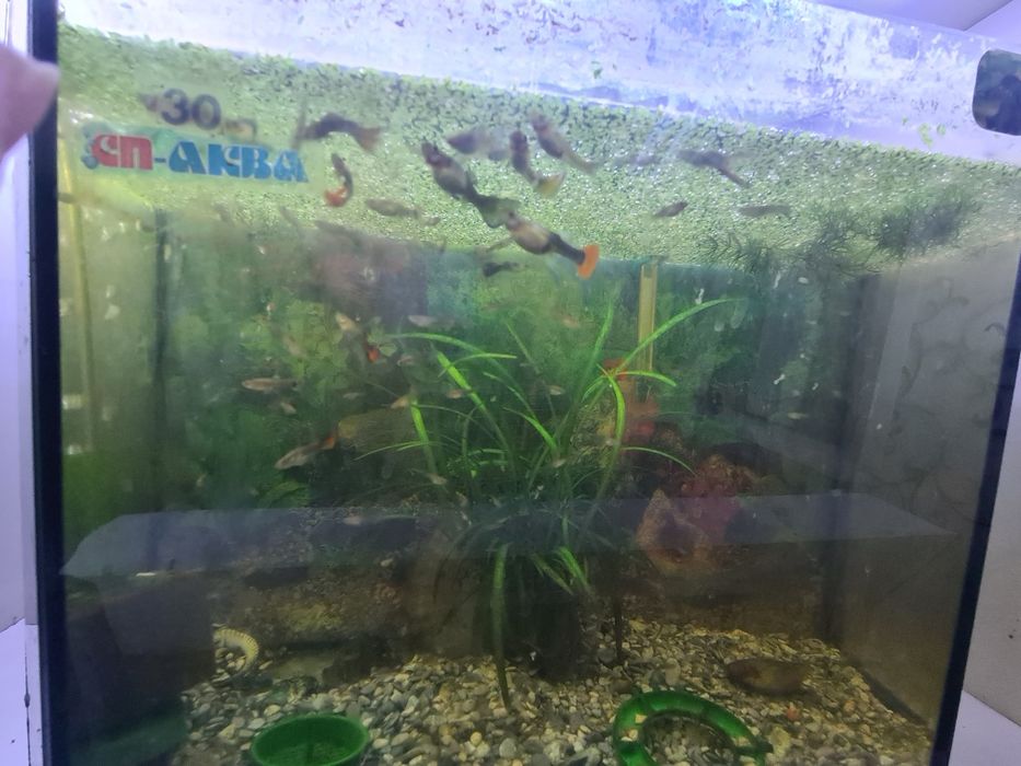 Аквариумные рыбки Гуппи