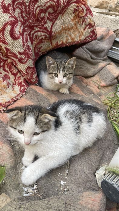 Котятя бесплатно