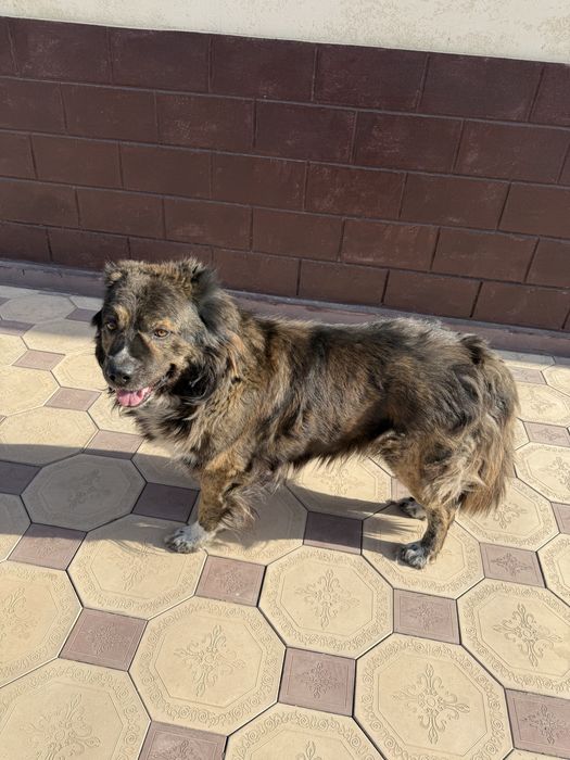 Породистая собака