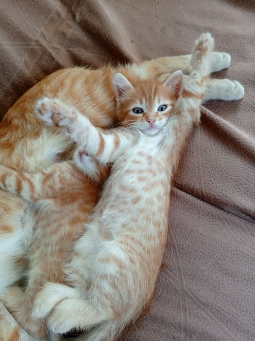 Ищем хозяина для котёнка