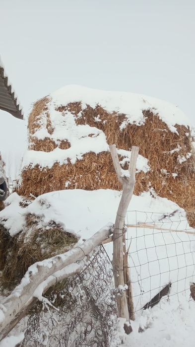 Срочно шөп сатылады