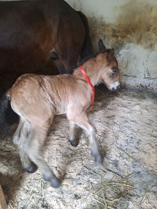 Iapa ardeneza cu acte de Franta de 5 ani  cu manz