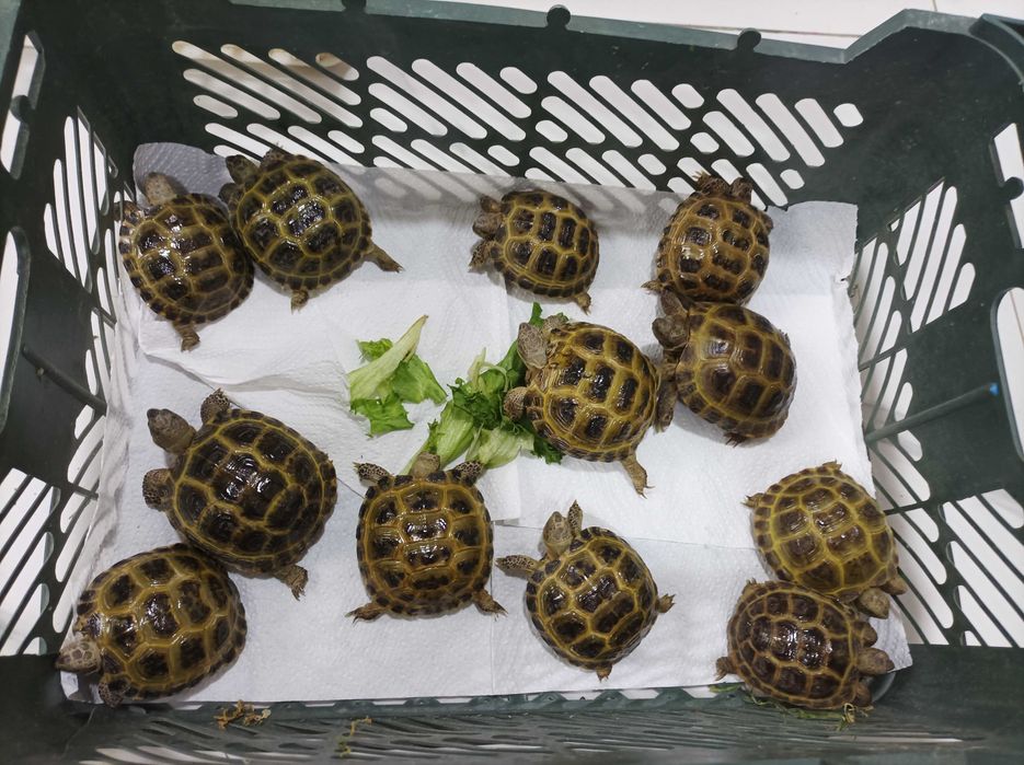 Toshbaqa bolalari sotiladi! (Продается черепашки!)