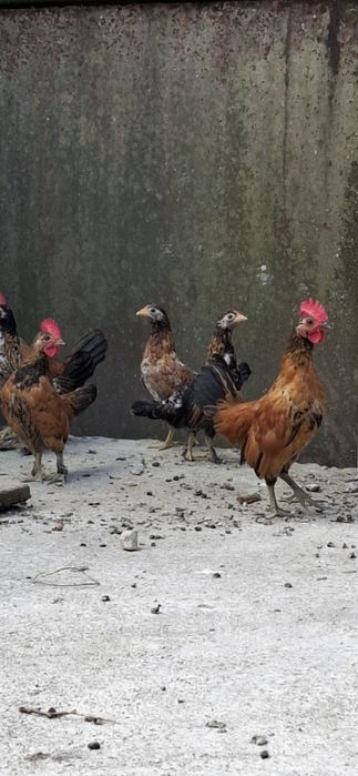 Vând gaini  iopani (aprx. 4 luni)