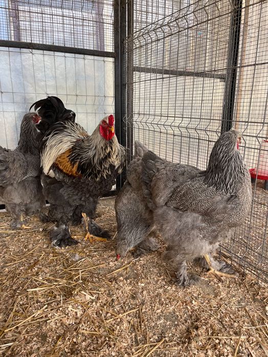Ouă incubat brahma silver orange