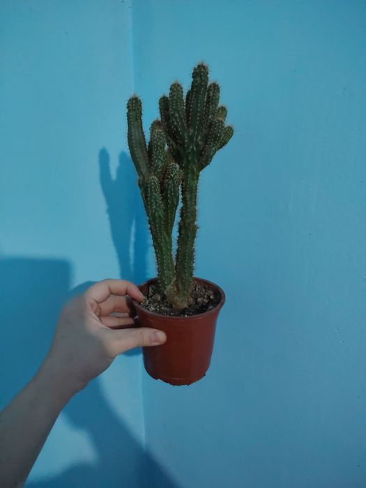 Продается комнатные цветы хона гуллари