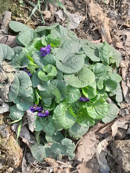 Продаются излишки  из сада - садовый папоротник " страусиное перо"ро