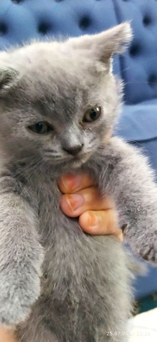 Британские котята