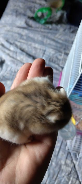 Vând hamster cu toate accesoriile și cușcă cu tobogan