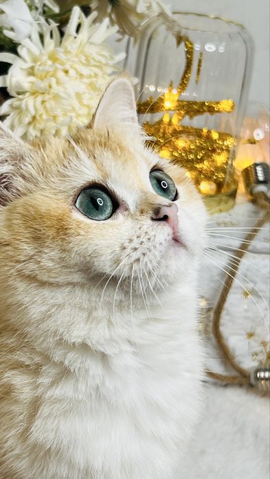 Беременная девочка золотая шиншилла NY11