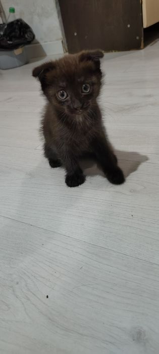 Отдам котят вислоухие 2 девочки