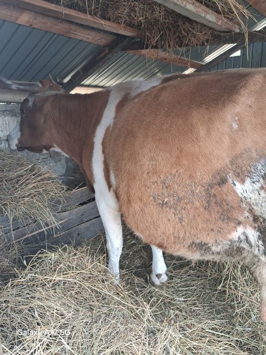 Vaca de vanzare gestanta