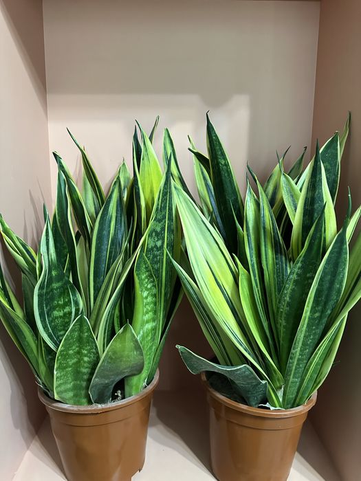 Комнатные цветы.