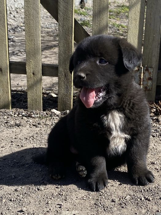 Отдам в добрые руки!