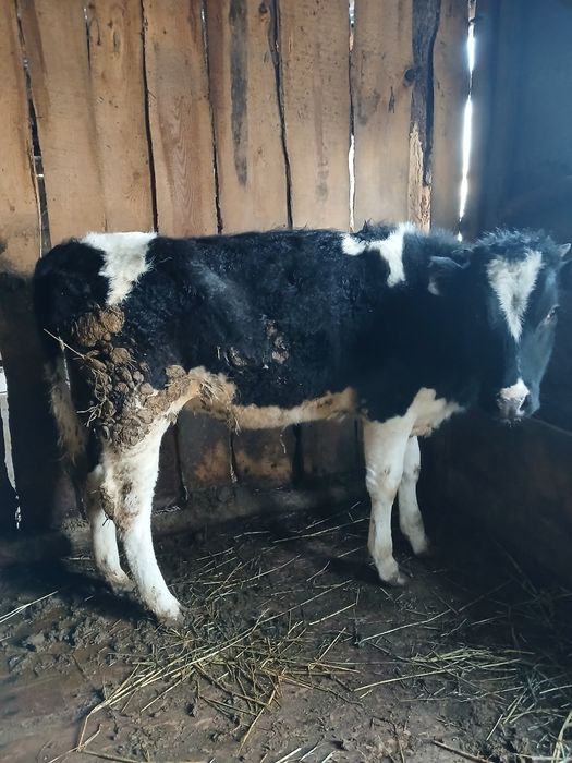 Тайынша сатылады тайынша