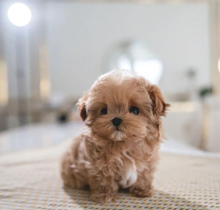 Fetita MALTIPOO disponibila!
