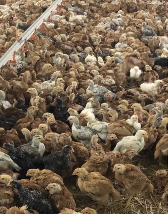 Pui Alb de carne și Pui rasă mixtă Porumbac și roșu Kabir