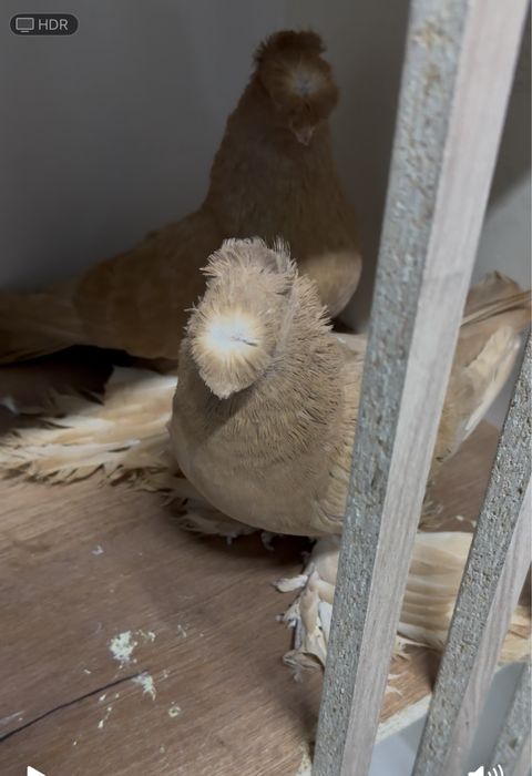 Голуби двух чубые самка и самец молодые Алматы