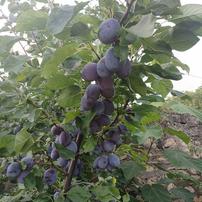 Vând prune gustoase, bio
