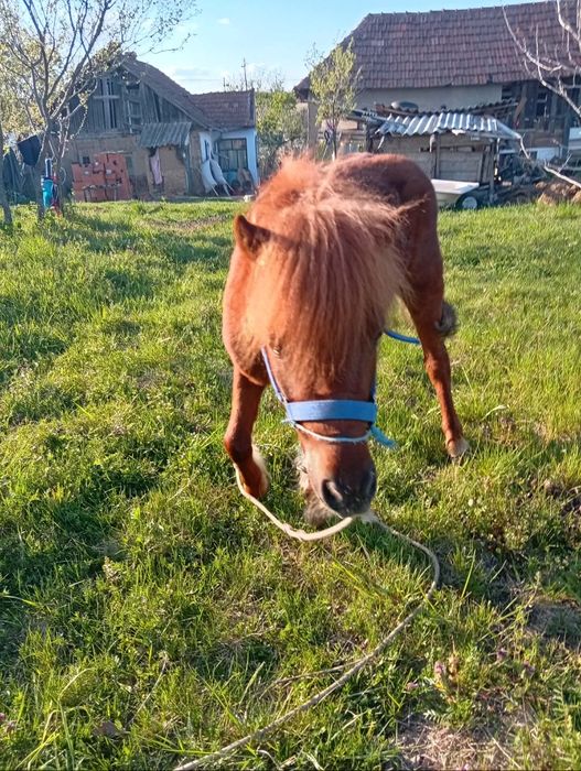 Armasar de monta ponei