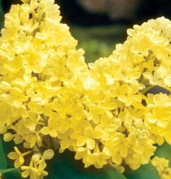 Plante ornamentale de gradina -iasomie,lonicera,iedera 50+25 gratis