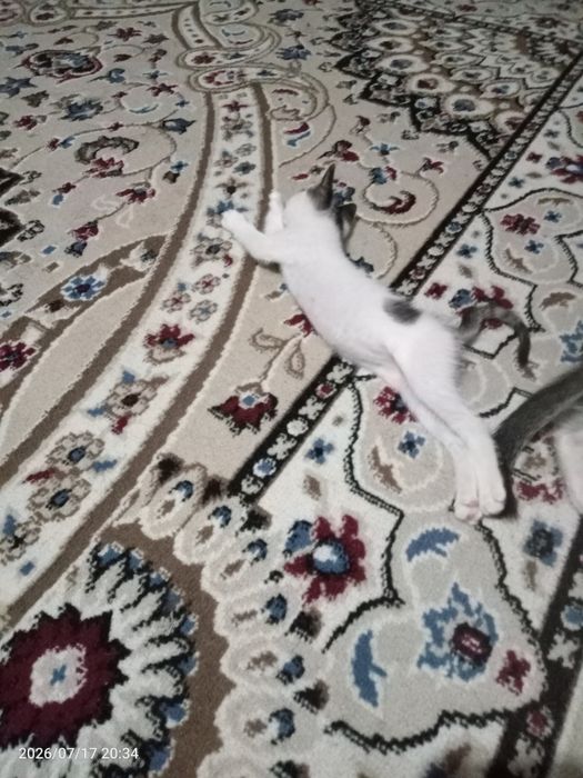 Отдам в хорошие руки котенка