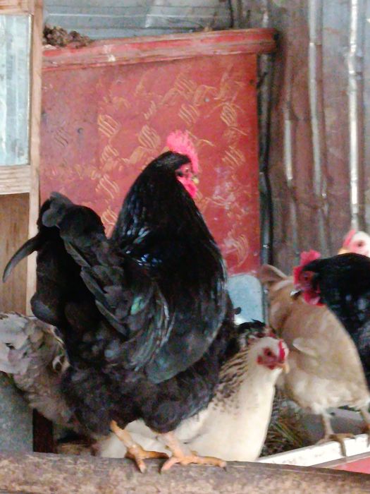 Петух қораз ортаща