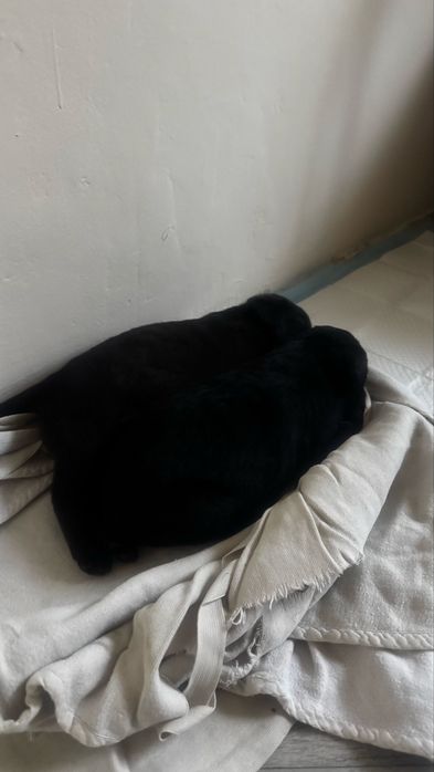 чистокровные лабрадоры