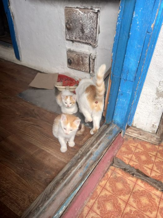 Отдам котят бесплатно мальчики