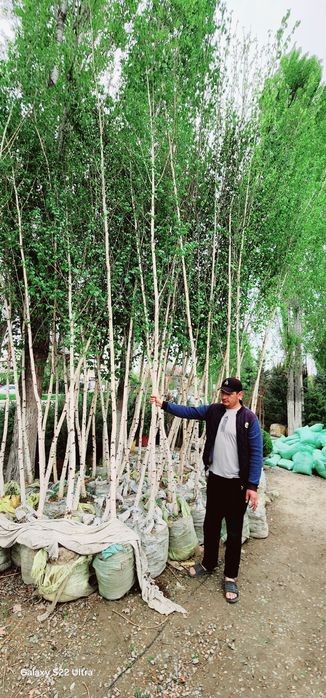 Берйоза, липа, каштан, дуп бор