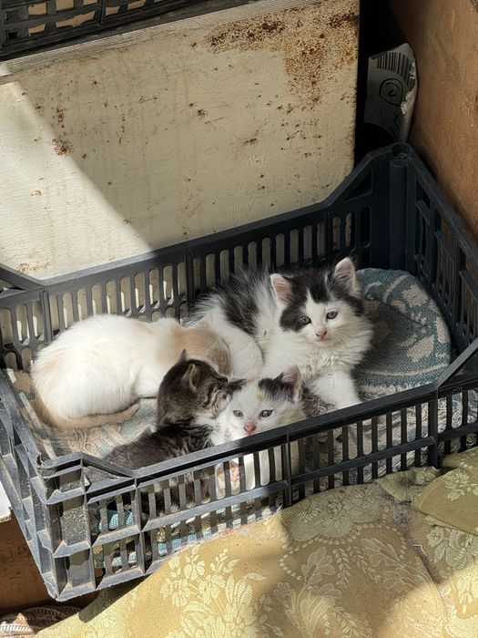 Малки сладки котета