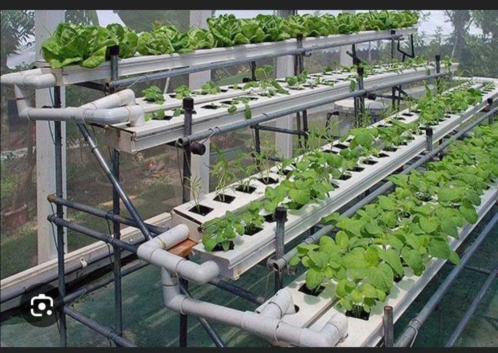 Гидропоника тувак