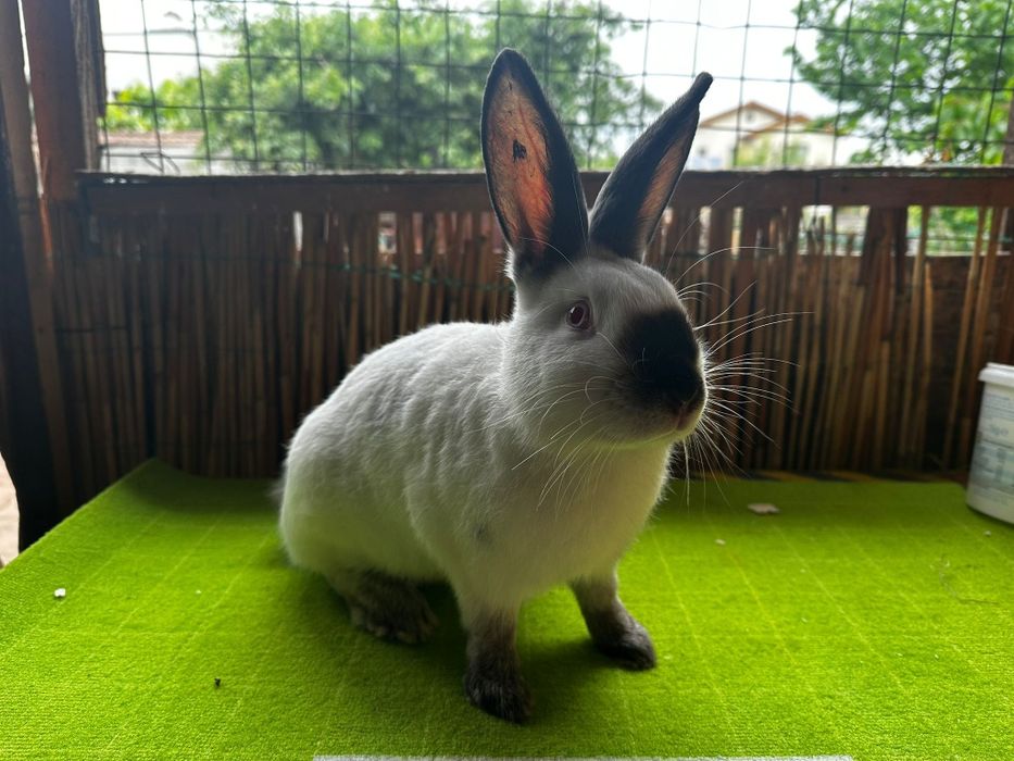 Vând URGENT iepuri Rex și californian