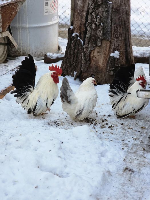 Шабо ярки и петли