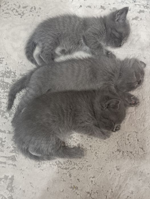 Отдам катят в хорошие руки.