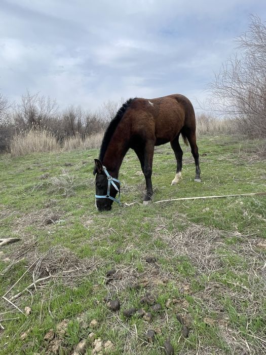 Құнан сатылады  жуас