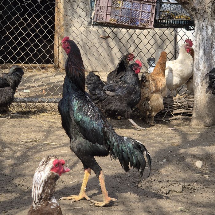 Петух бойцовый    .  .