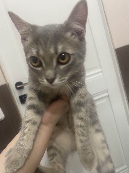 Кошка отдам бесплатно