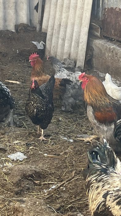 Продам барневельдеров