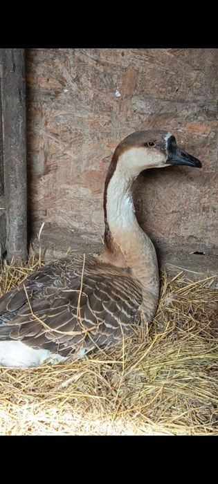 Oua de incubat Gaste Chinezesti.Rate pekin si lesesti.