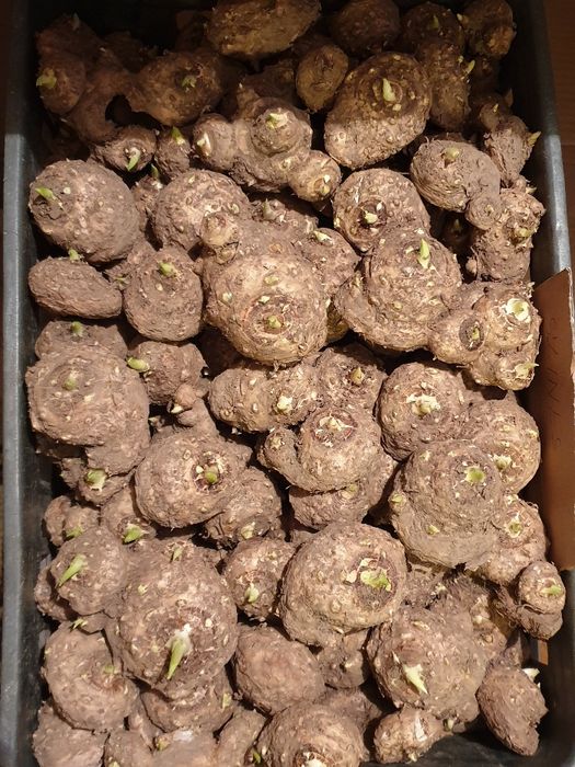 Bulbi cale de gradina - Zantedeschia