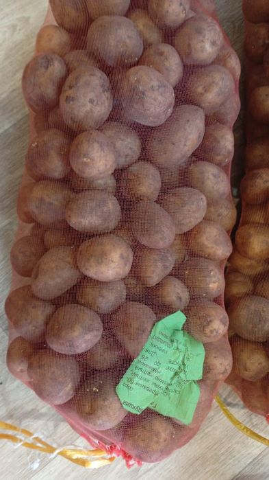 Продам семяную картошку