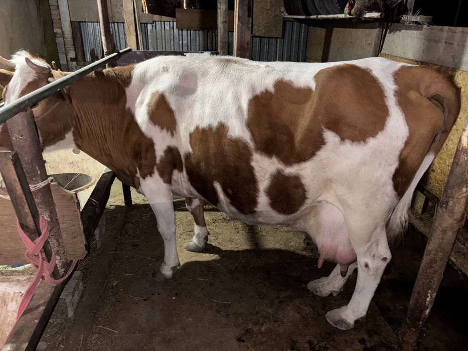 корова дойная семинтал