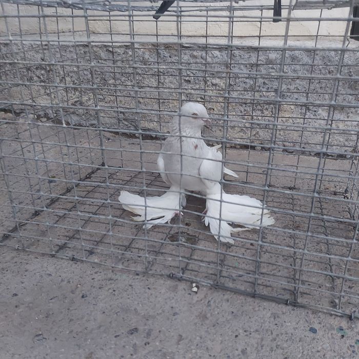 Буси самец тяга лет с игрой