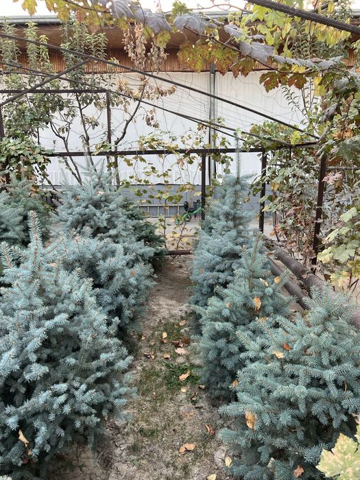 Archa Galubaya El Sotuvda