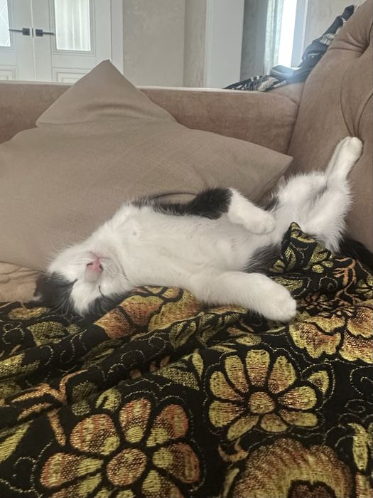 Котенок, малчик 3,5 мес