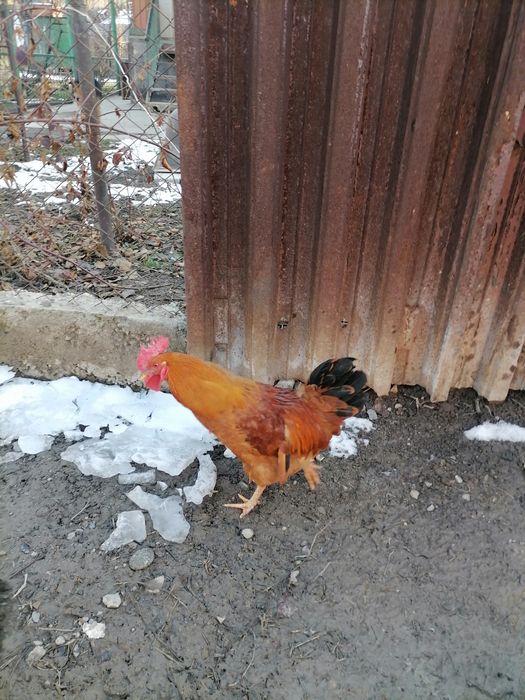 Продам петуха молодого