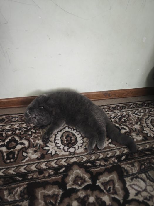 Скоттиш страйк 13 сентябряга тугилган