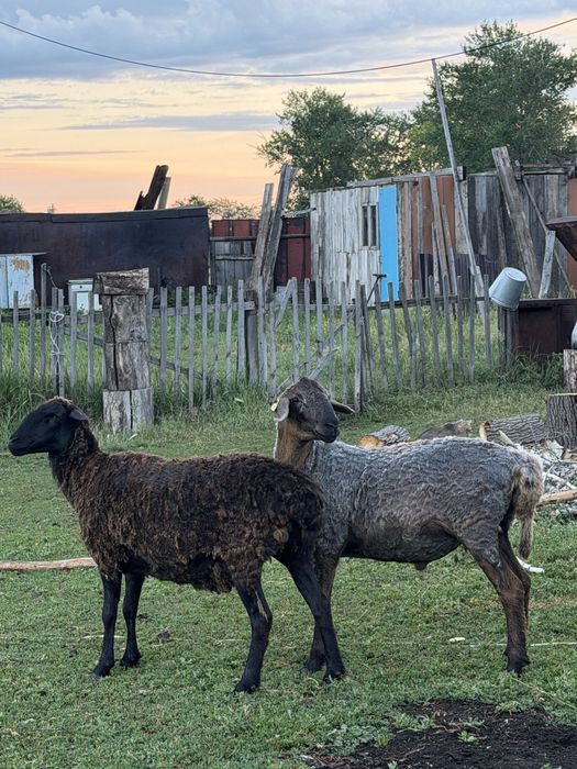 Қой сатылады срочно
